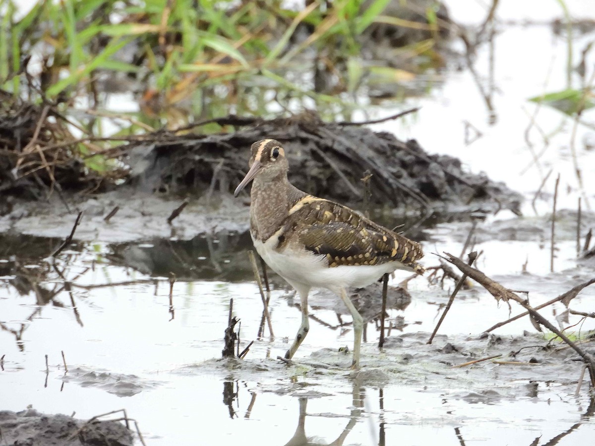 Greater Painted-Snipe - ML614235817