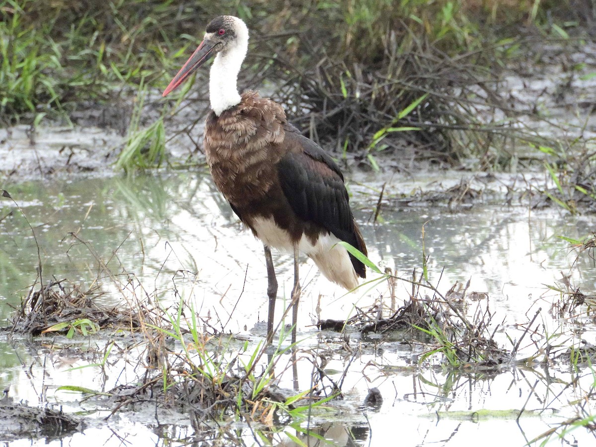 African Woolly-necked Stork - ML614235845