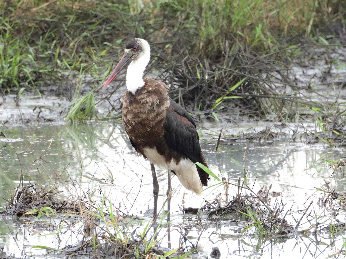 African Woolly-necked Stork - ML614235849