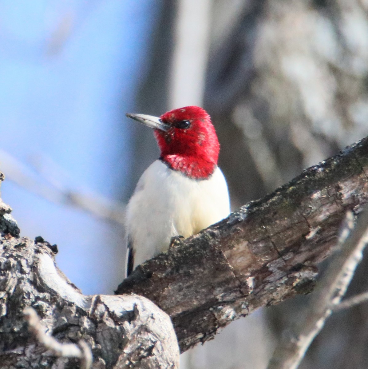 Red-headed Woodpecker - ML614235898