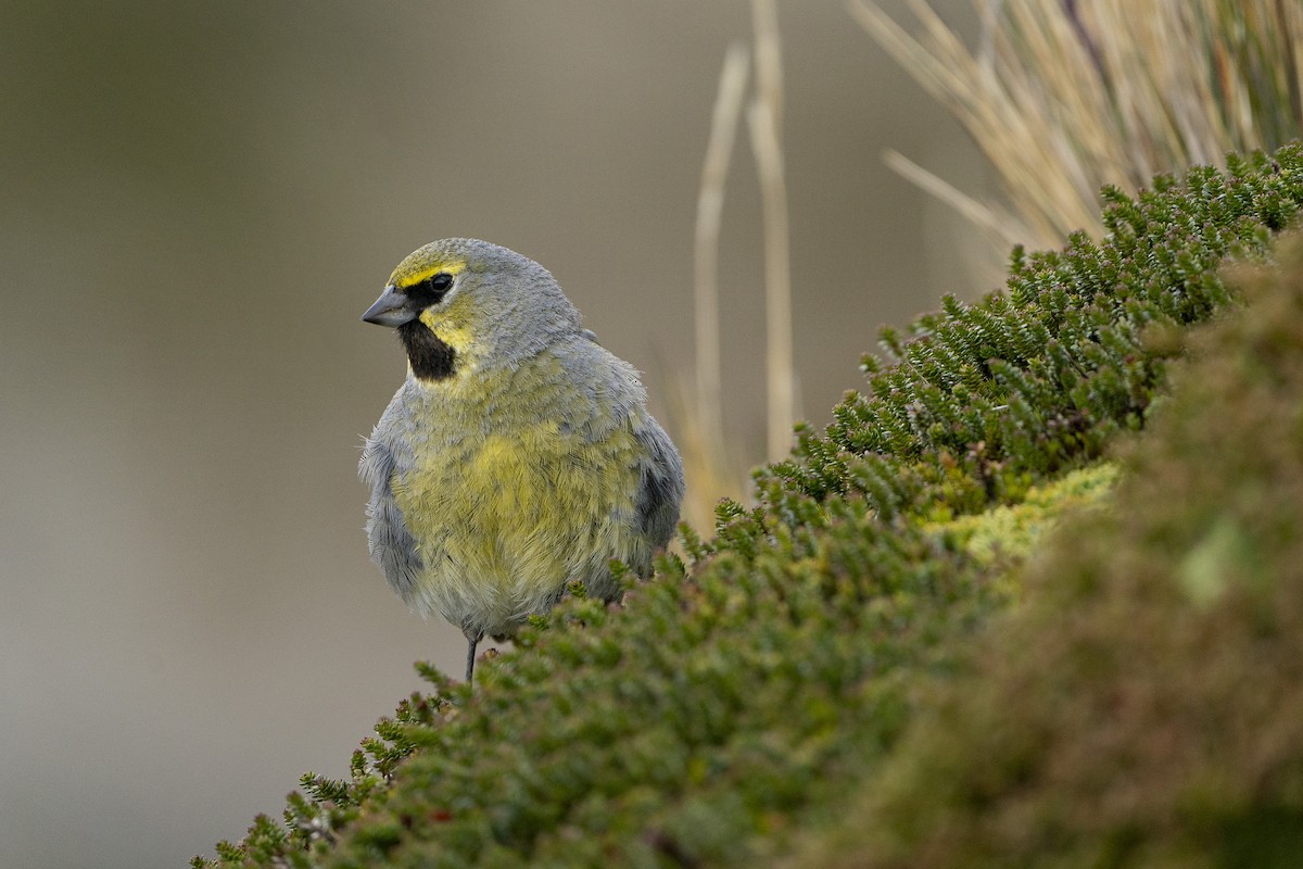 Yellow-bridled Finch (Yellow-tailed) - ML614236356