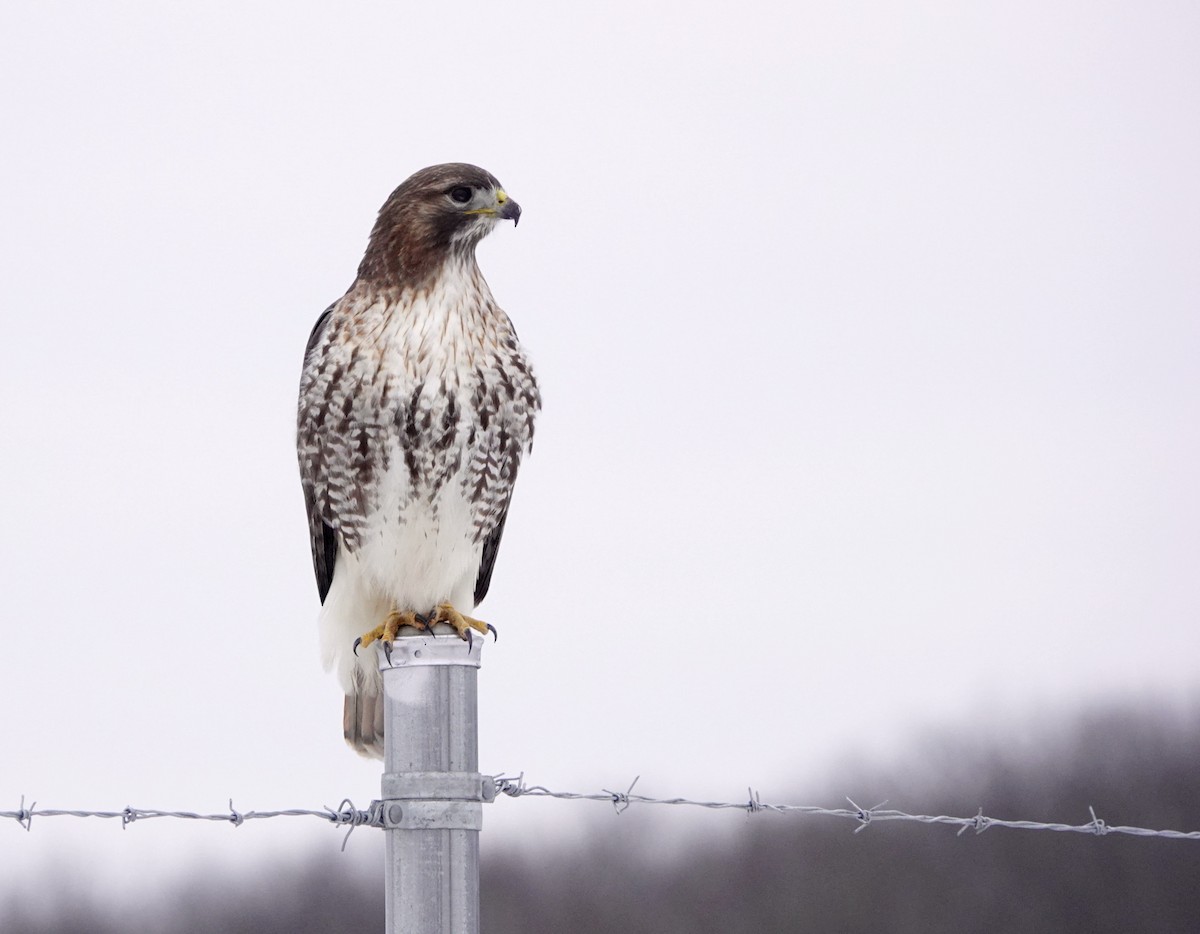 Red-tailed Hawk - ML614236390
