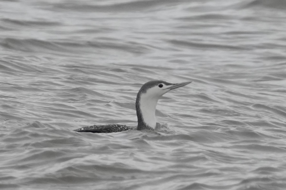 Red-throated Loon - ML614236500