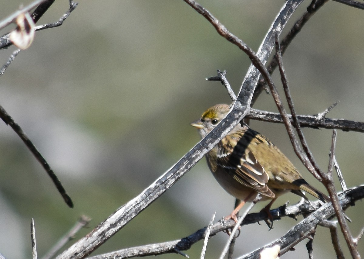 Golden-crowned Sparrow - ML614236736