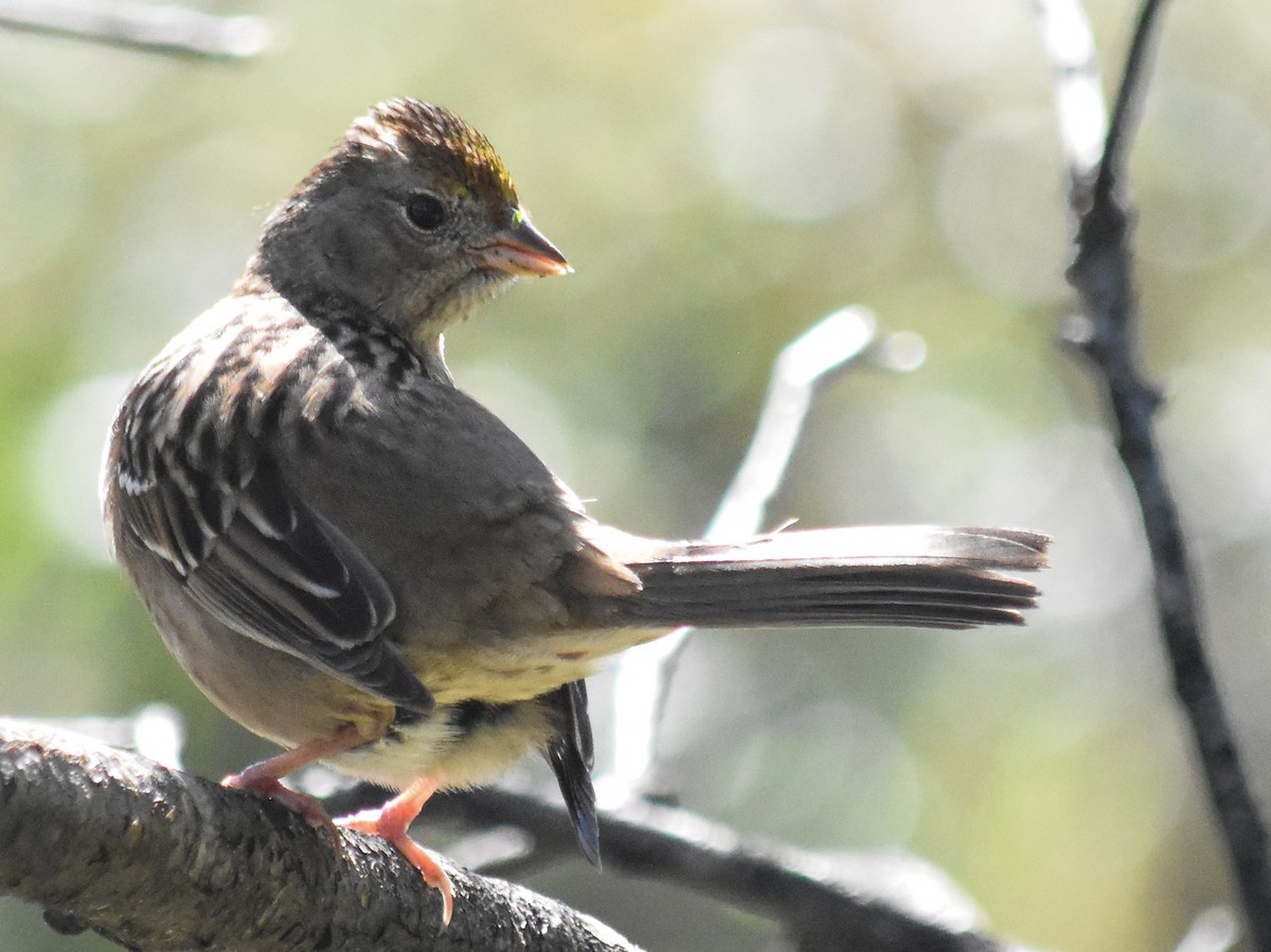 Golden-crowned Sparrow - ML614236749