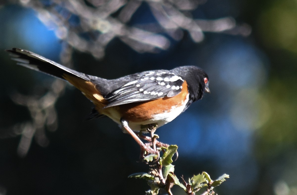 Spotted Towhee - ML614236771