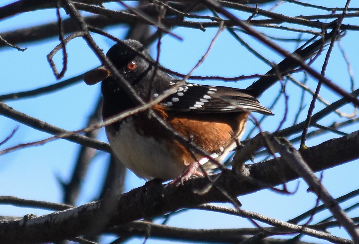 Spotted Towhee - ML614236784