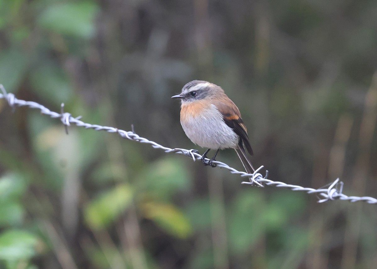 Rufous-breasted Chat-Tyrant - ML614236964