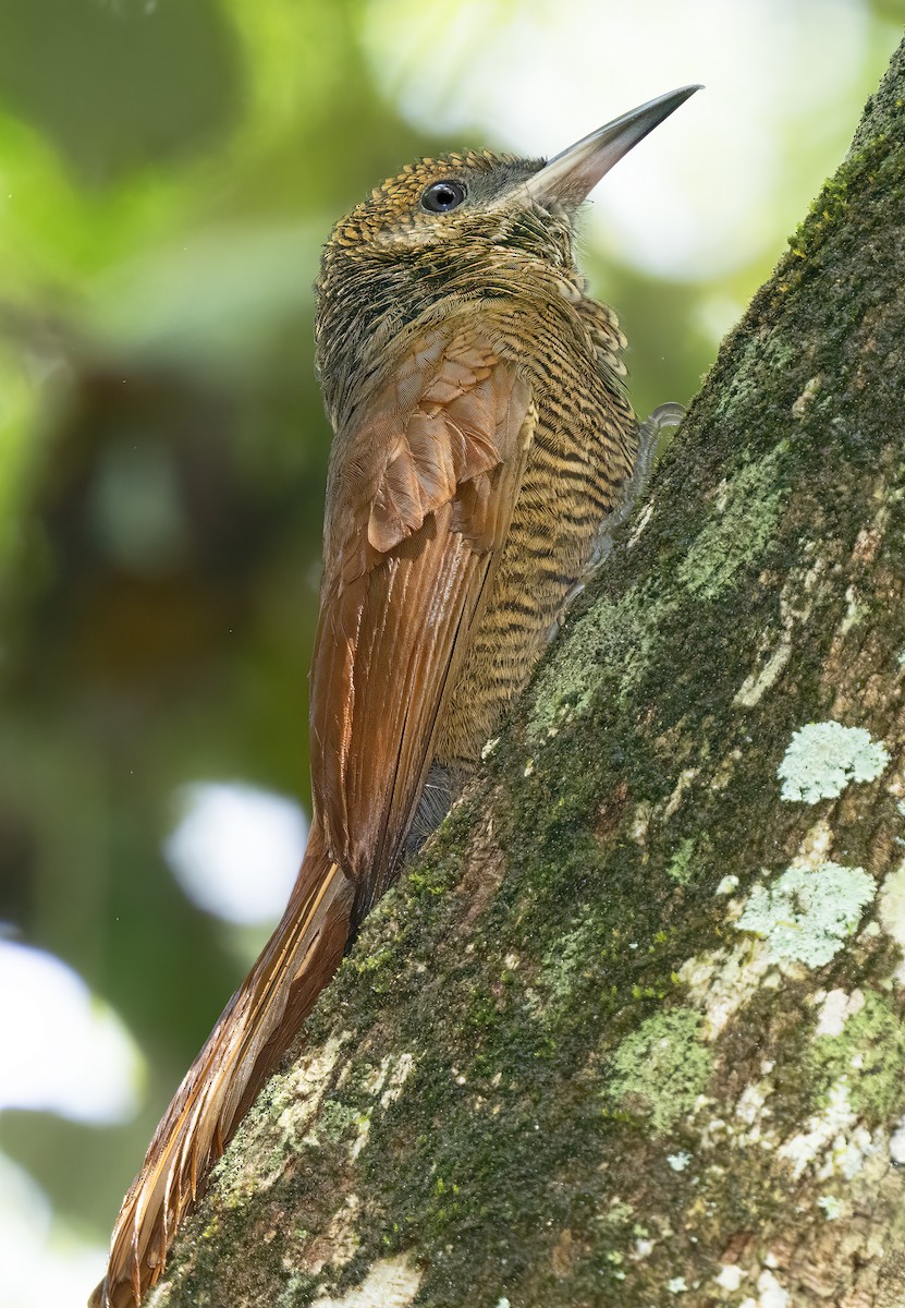 Northern Barred-Woodcreeper - Mark Chappell