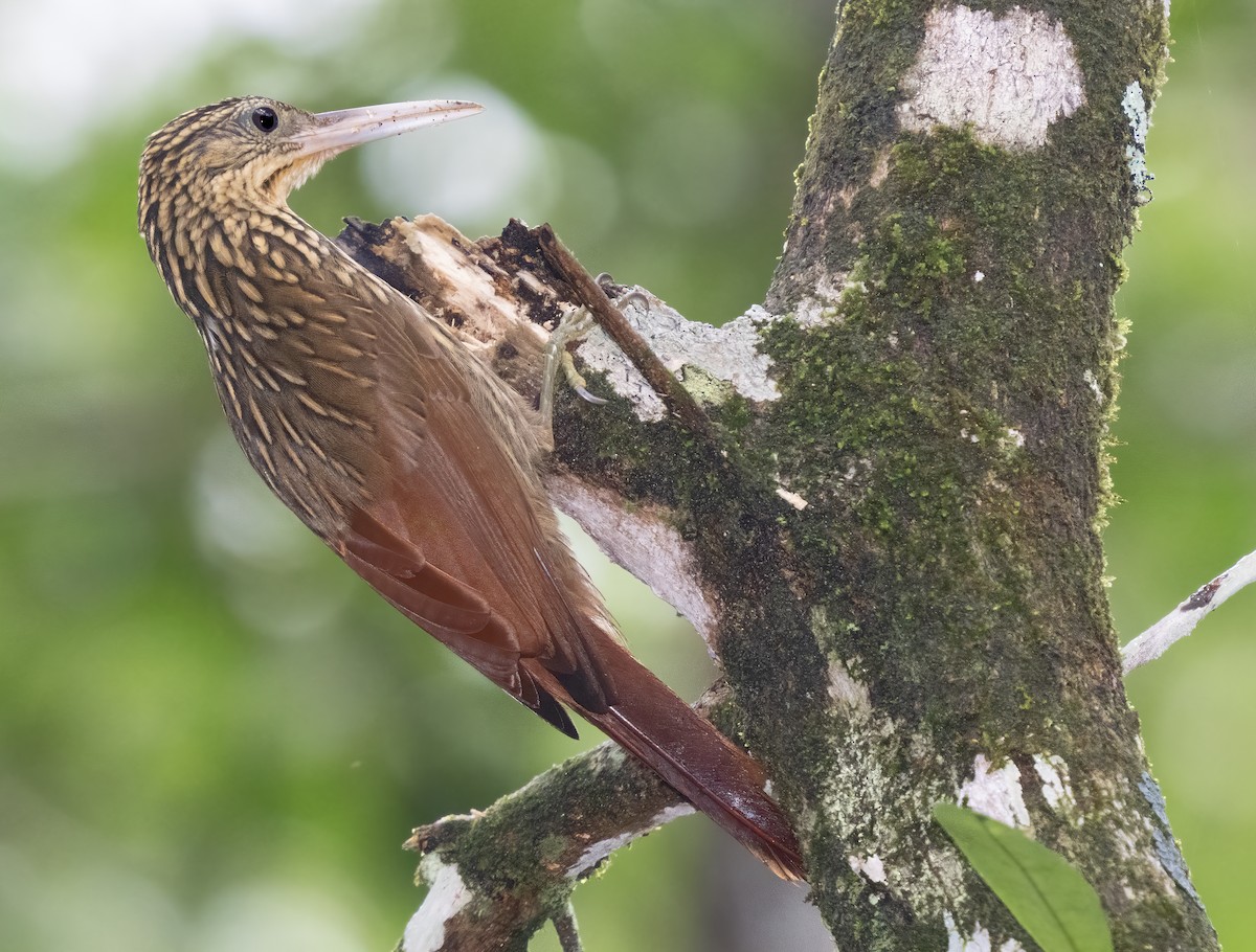 Ivory-billed Woodcreeper - Mark Chappell
