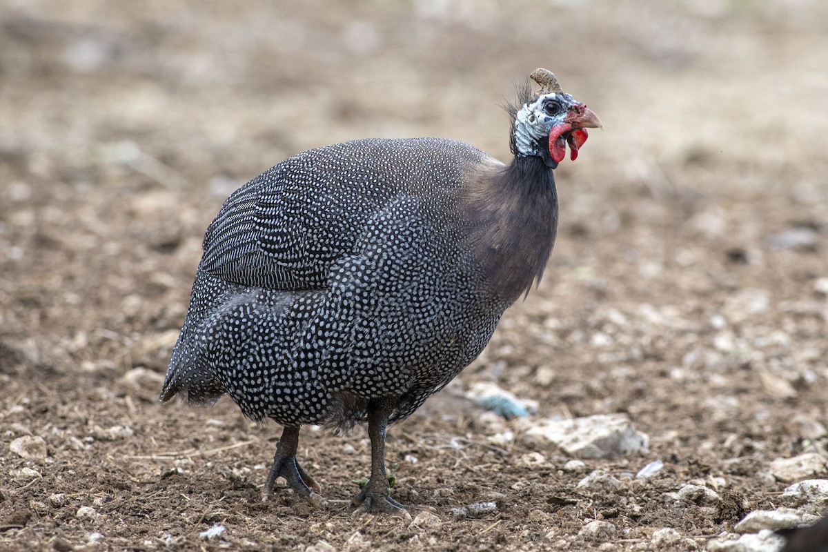 Helmeted Guineafowl (Domestic type) - Denny Swaby