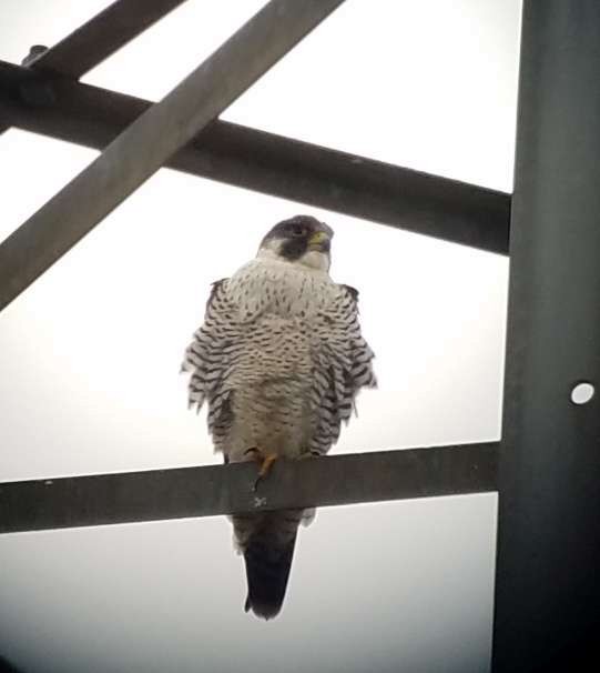 Peregrine Falcon - John Haire