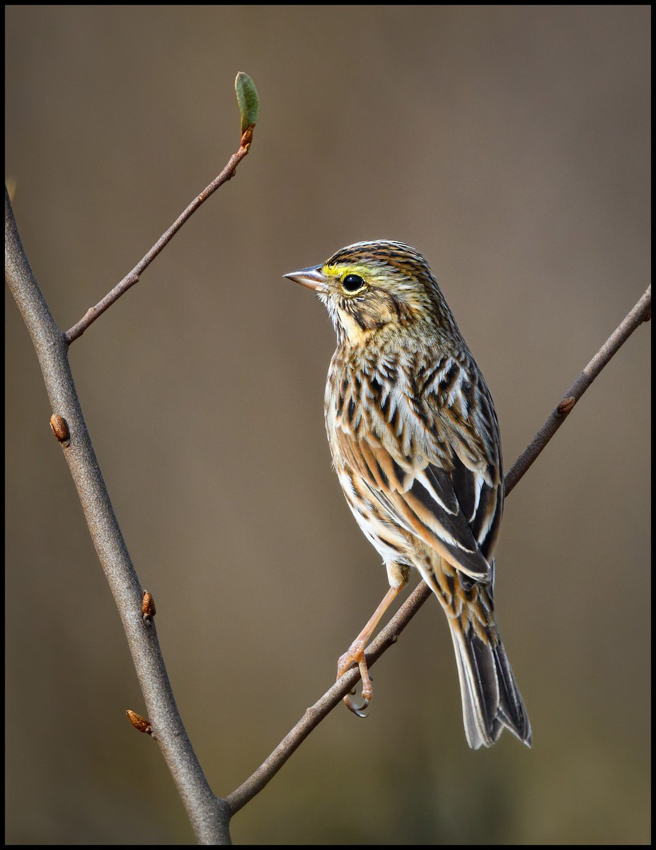 Savannah Sparrow - ML614237329