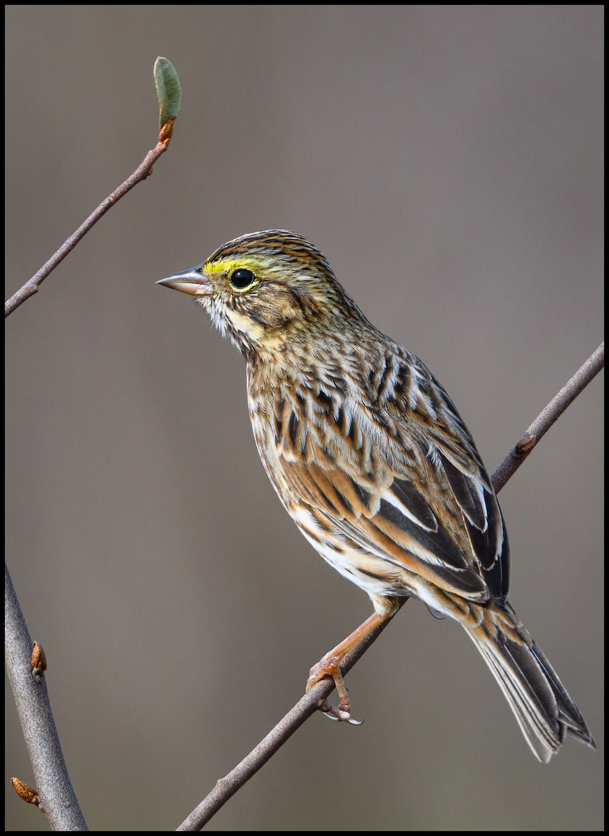 Savannah Sparrow - ML614237333