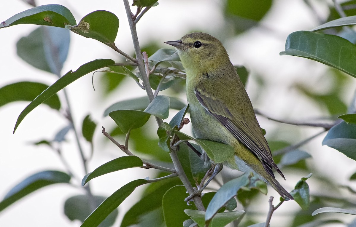 Tennessee Warbler - Denny Swaby