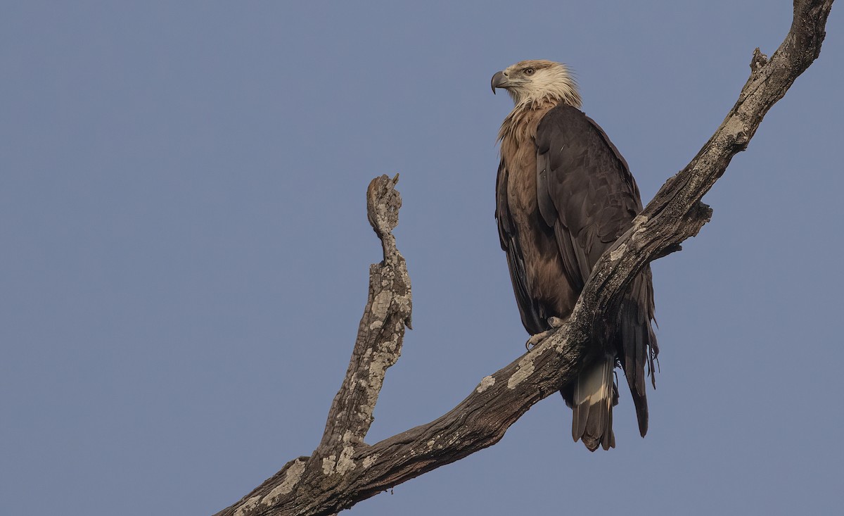 Pallas's Fish-Eagle - George Armistead | Hillstar Nature