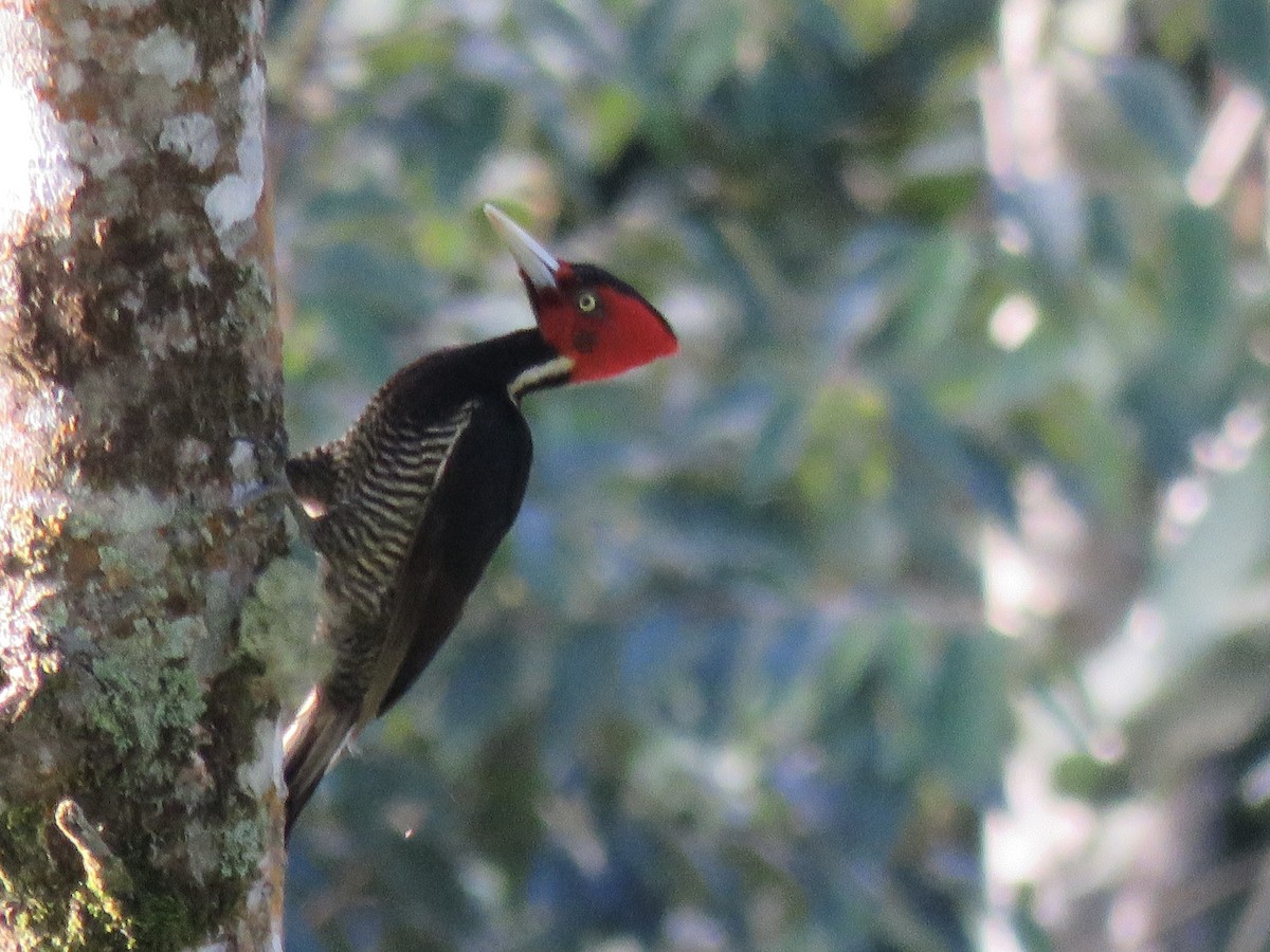 Pale-billed Woodpecker - ML614237676