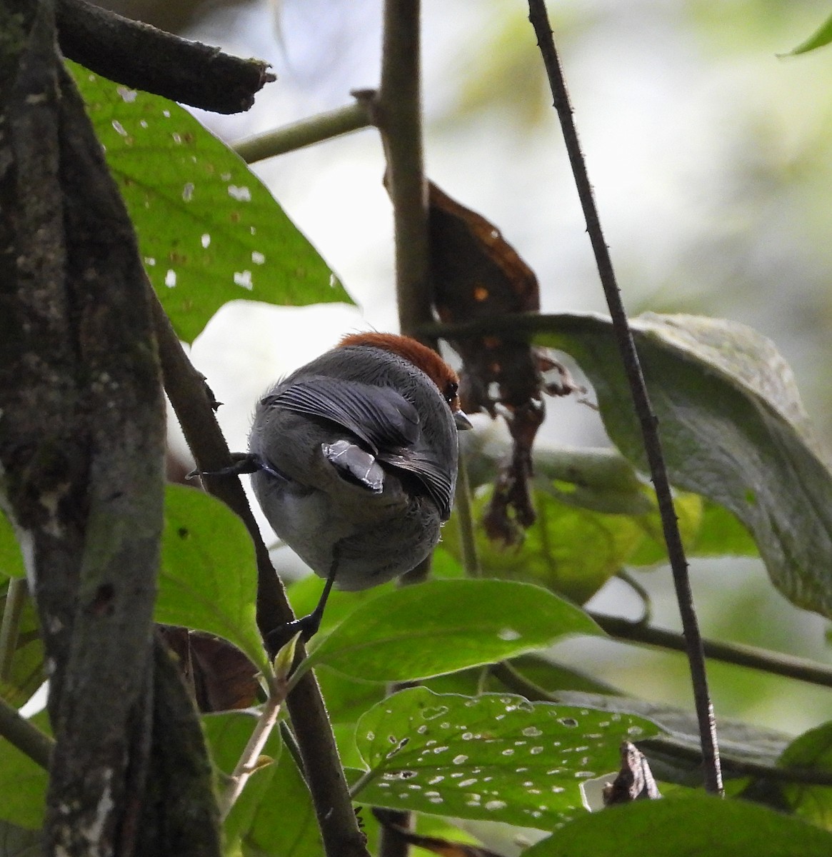 Fulvous-headed Tanager - ML614237837