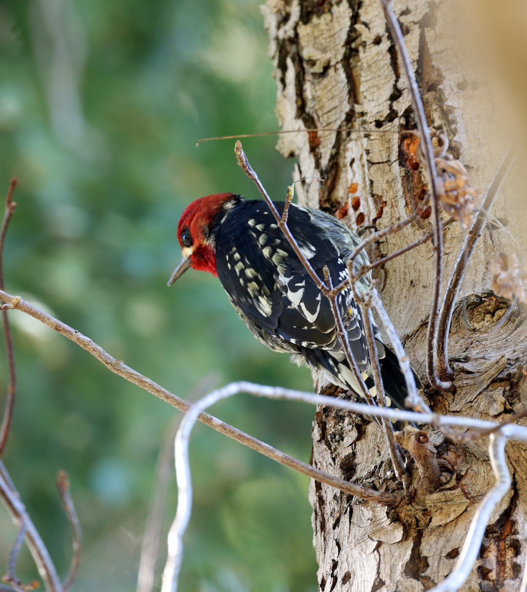 Red-breasted Sapsucker - ML614238034
