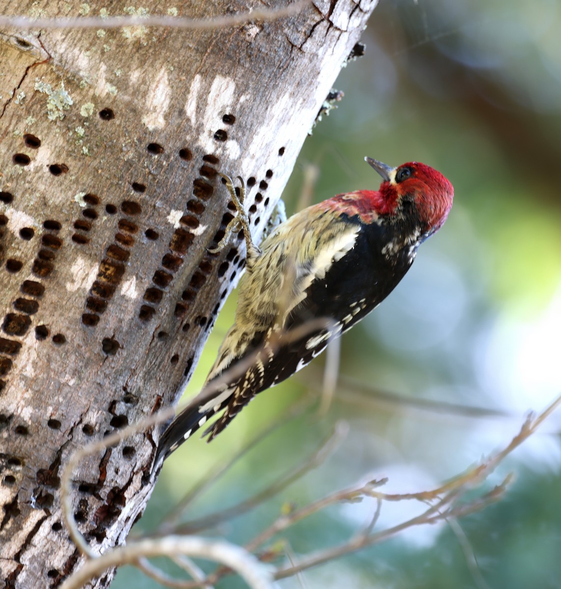 Red-breasted Sapsucker - ML614238048