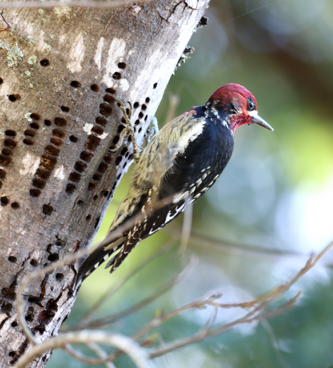 Red-breasted Sapsucker - ML614238066