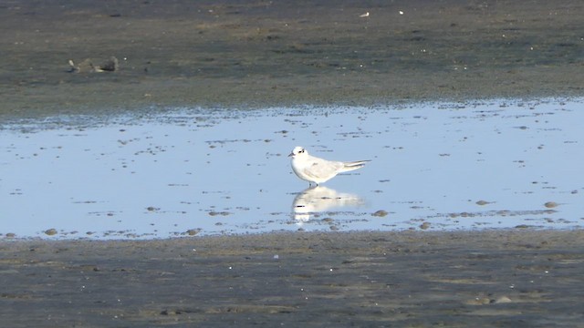 Gull-billed Tern - ML614238217