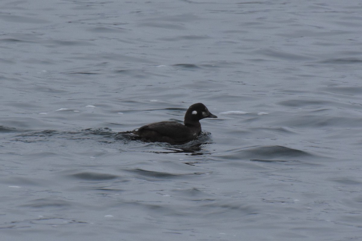 eBird Checklist - 31 Jan 2024 - Cornwall--Lamoureux Park - 6 species