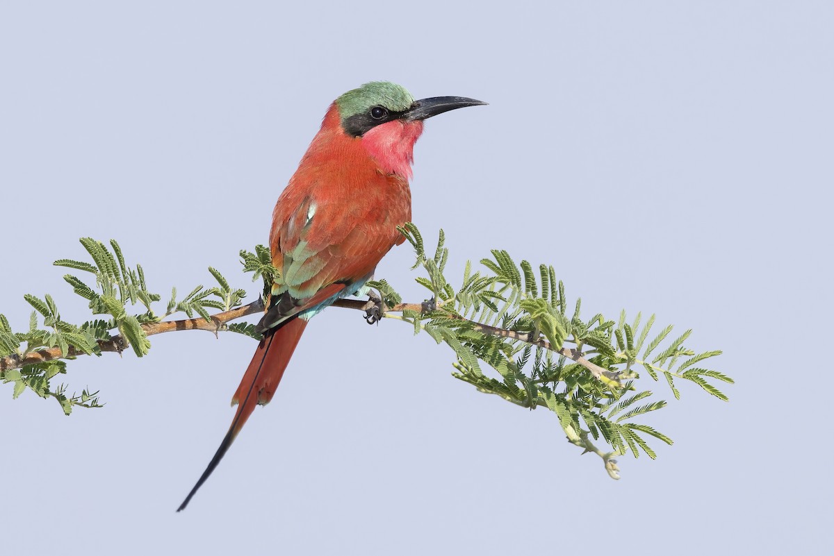 Southern Carmine Bee-eater - Dorian Anderson