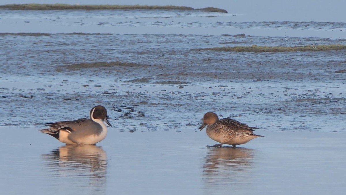 eBird Checklist - 16 Jan 2024 - Point Calimere-Rettai Thevu - 27 species