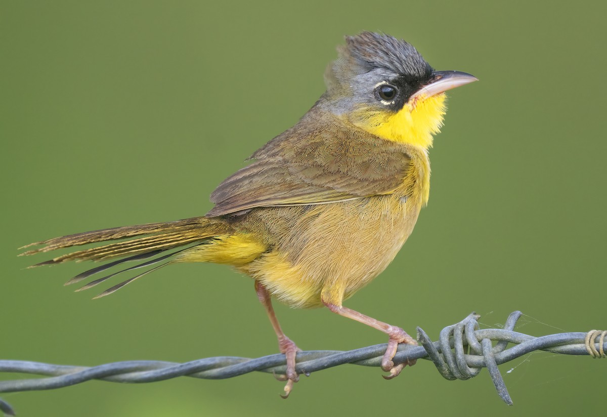 Gray-crowned Yellowthroat - Mark Chappell