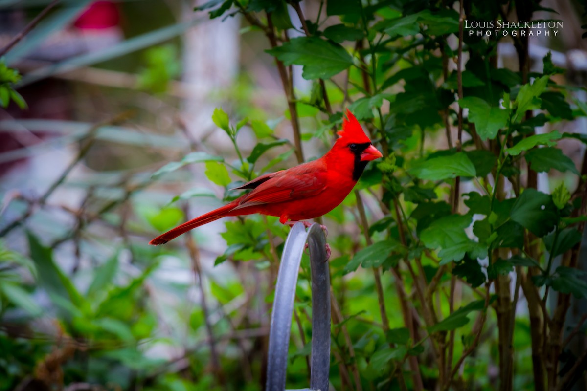 Cardinal rouge - ML614239000