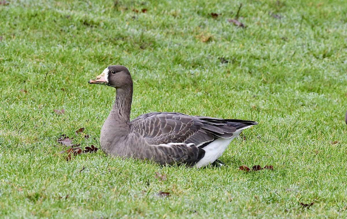 Greater White-fronted Goose - ML614239136
