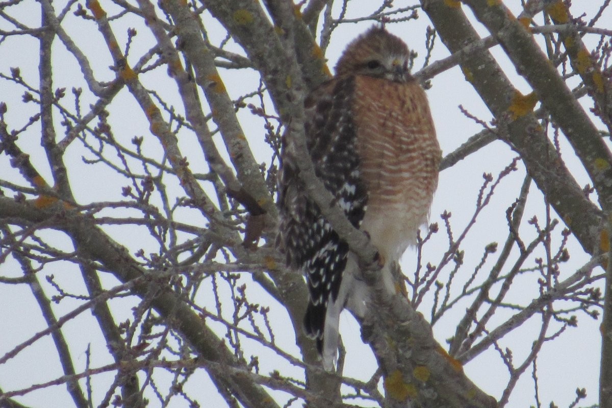 Red-shouldered Hawk - Larry Neily