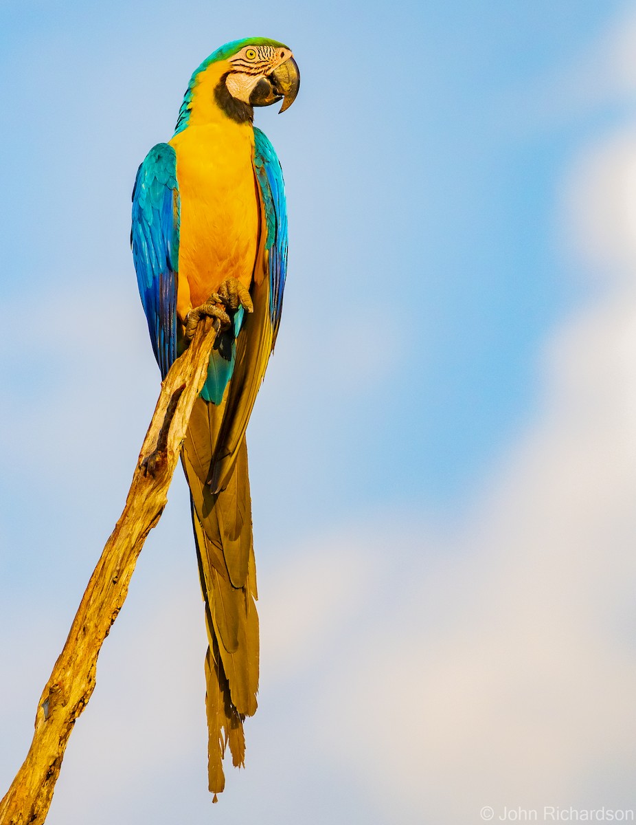 Blue-and-yellow Macaw - ML614239237