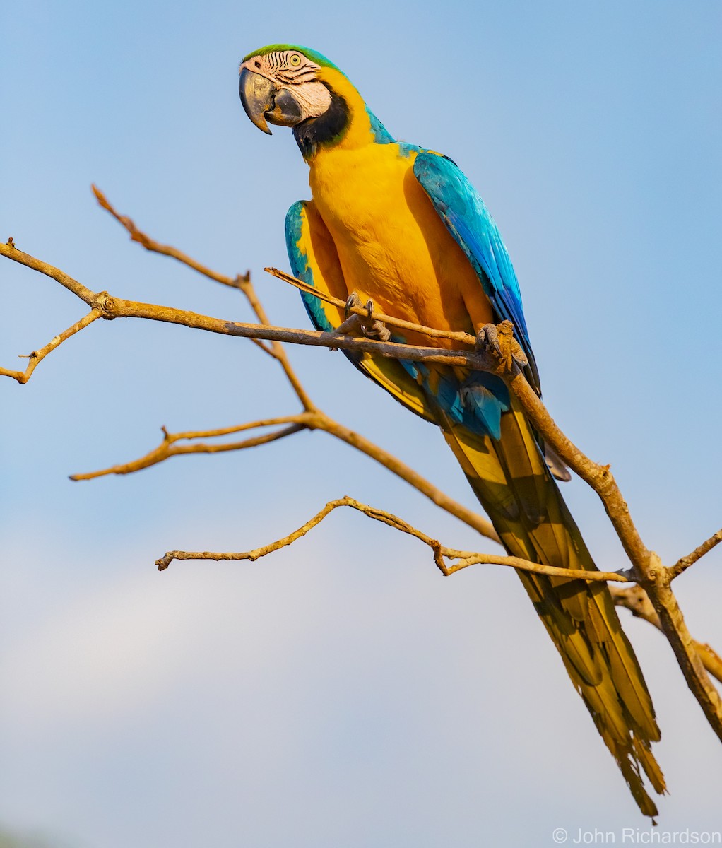 Blue-and-yellow Macaw - ML614239239