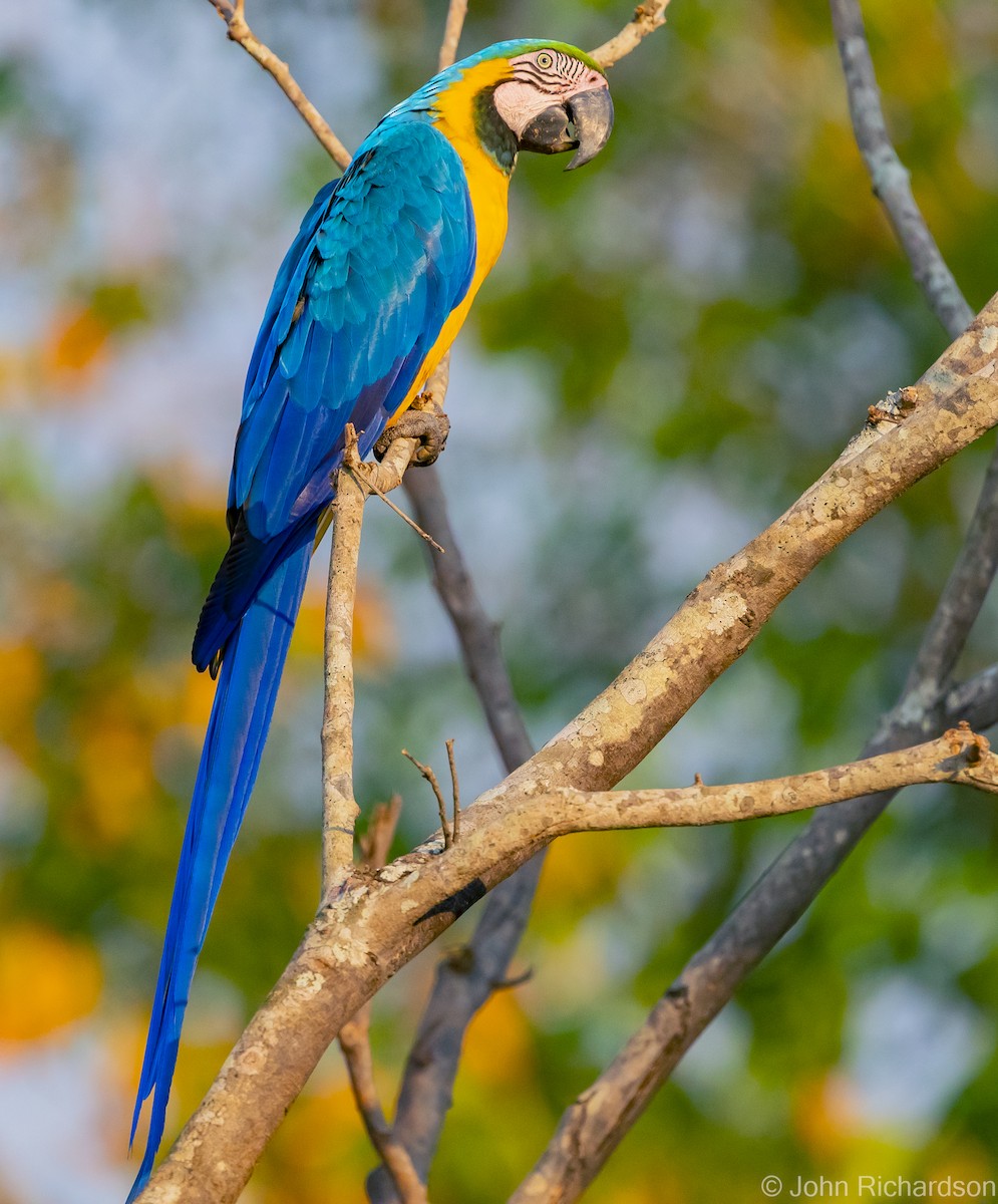 Blue-and-yellow Macaw - ML614239240