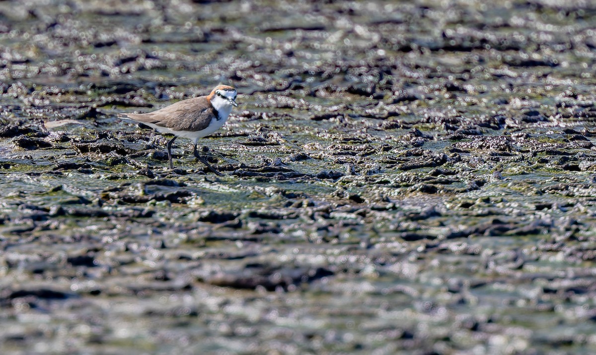Red-capped Plover - ML614239254