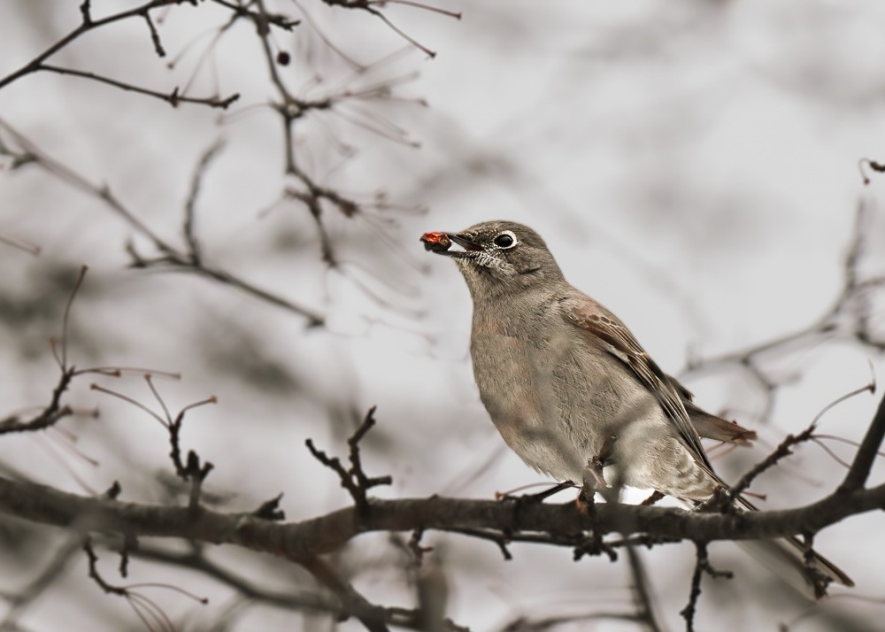Townsend's Solitaire - ML614239570