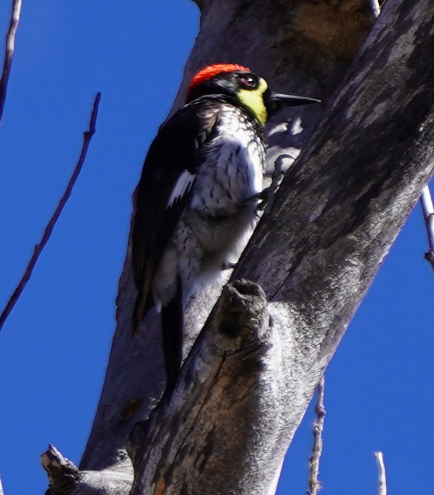 Acorn Woodpecker (Narrow-fronted) - ML614239711