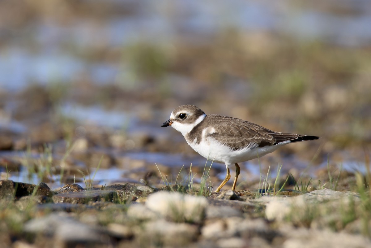 Semipalmated Plover - ML614239737