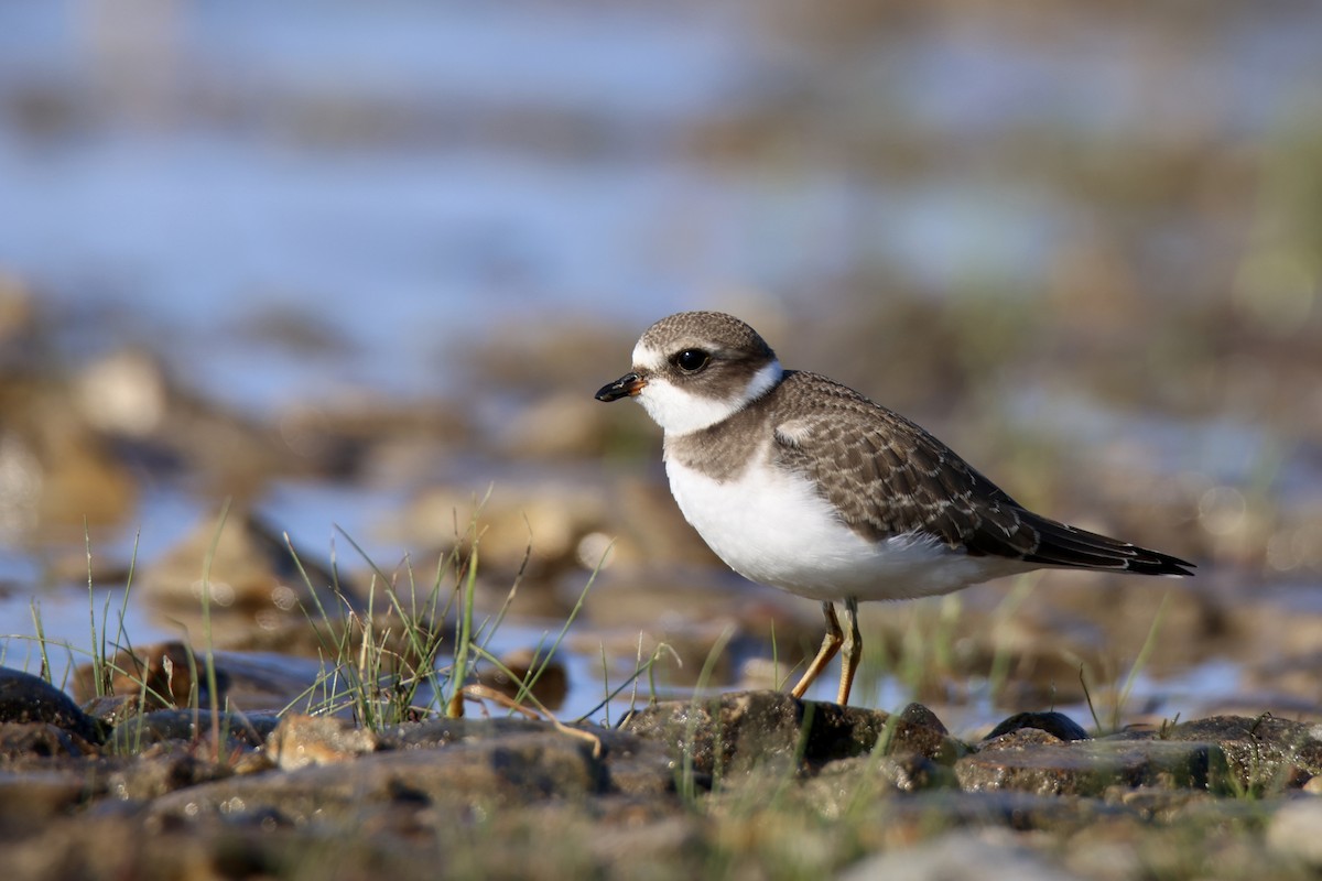 Semipalmated Plover - ML614239738