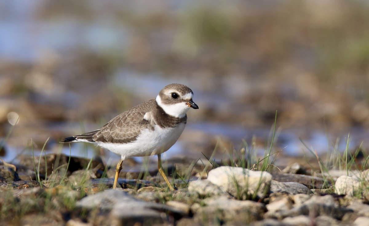 Semipalmated Plover - ML614239739