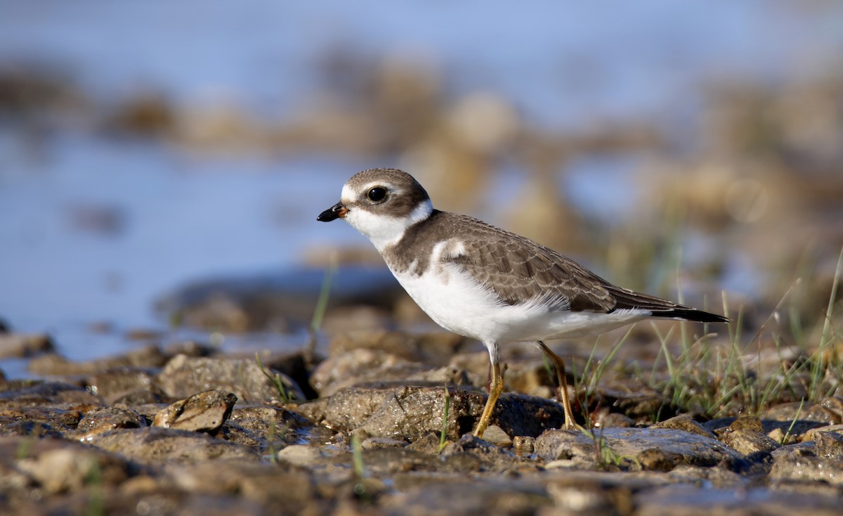Semipalmated Plover - ML614239740