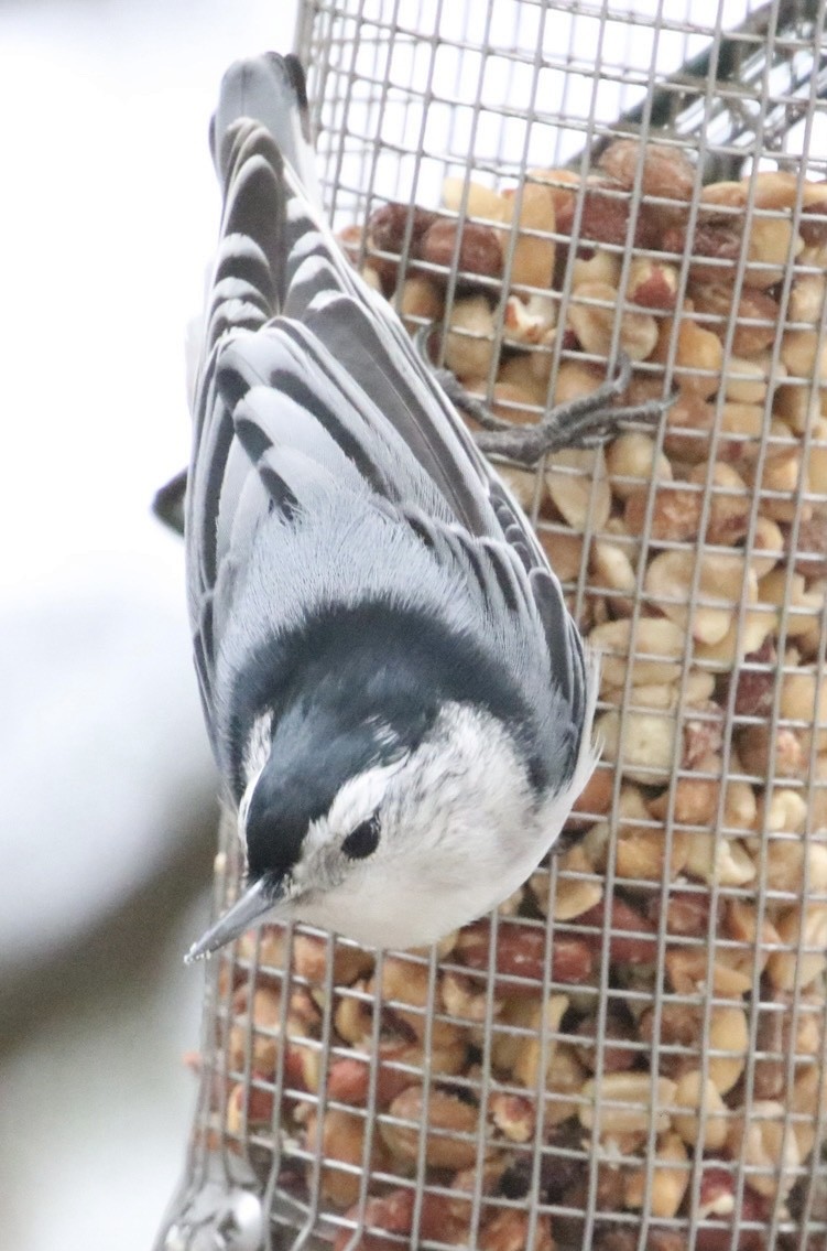 White-breasted Nuthatch (Eastern) - Jim Grieshaber