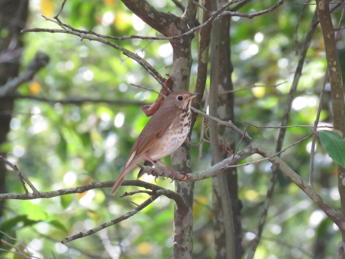 Hermit Thrush - ML614239853