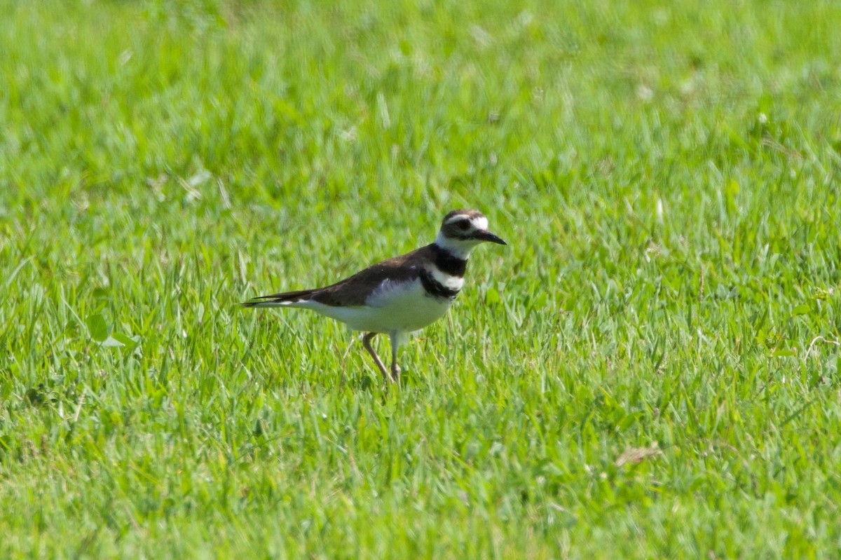 EBird Caribbean Checklist 31 Jan 2024 Bright Hall Turf Farm 3 Species