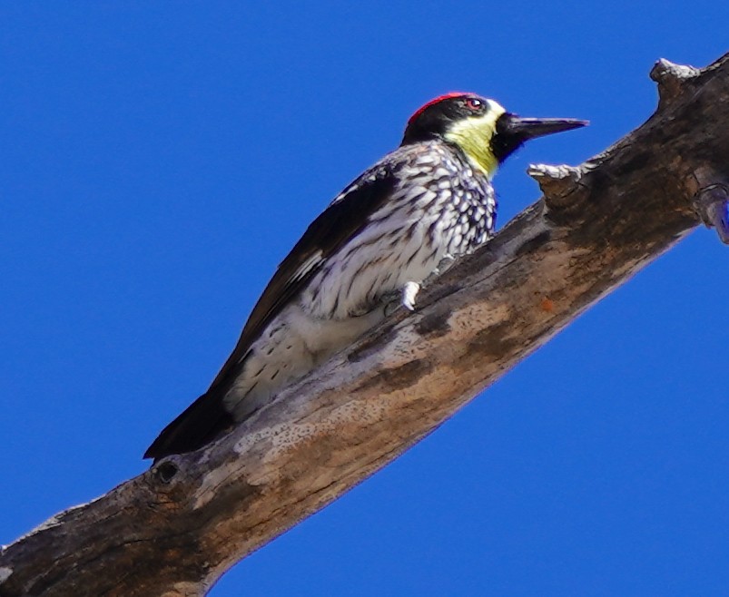 Acorn Woodpecker (Narrow-fronted) - ML614240000