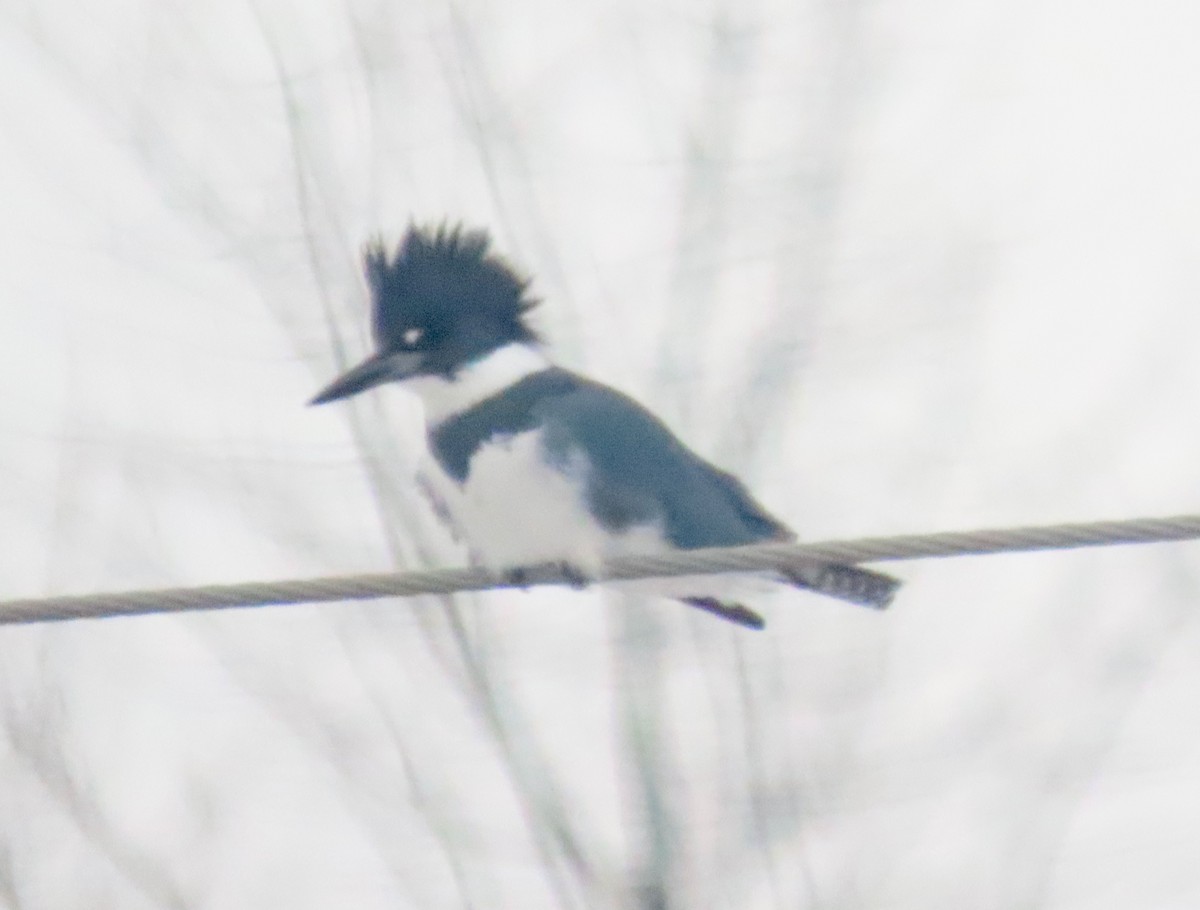 Belted Kingfisher - Michael Butler