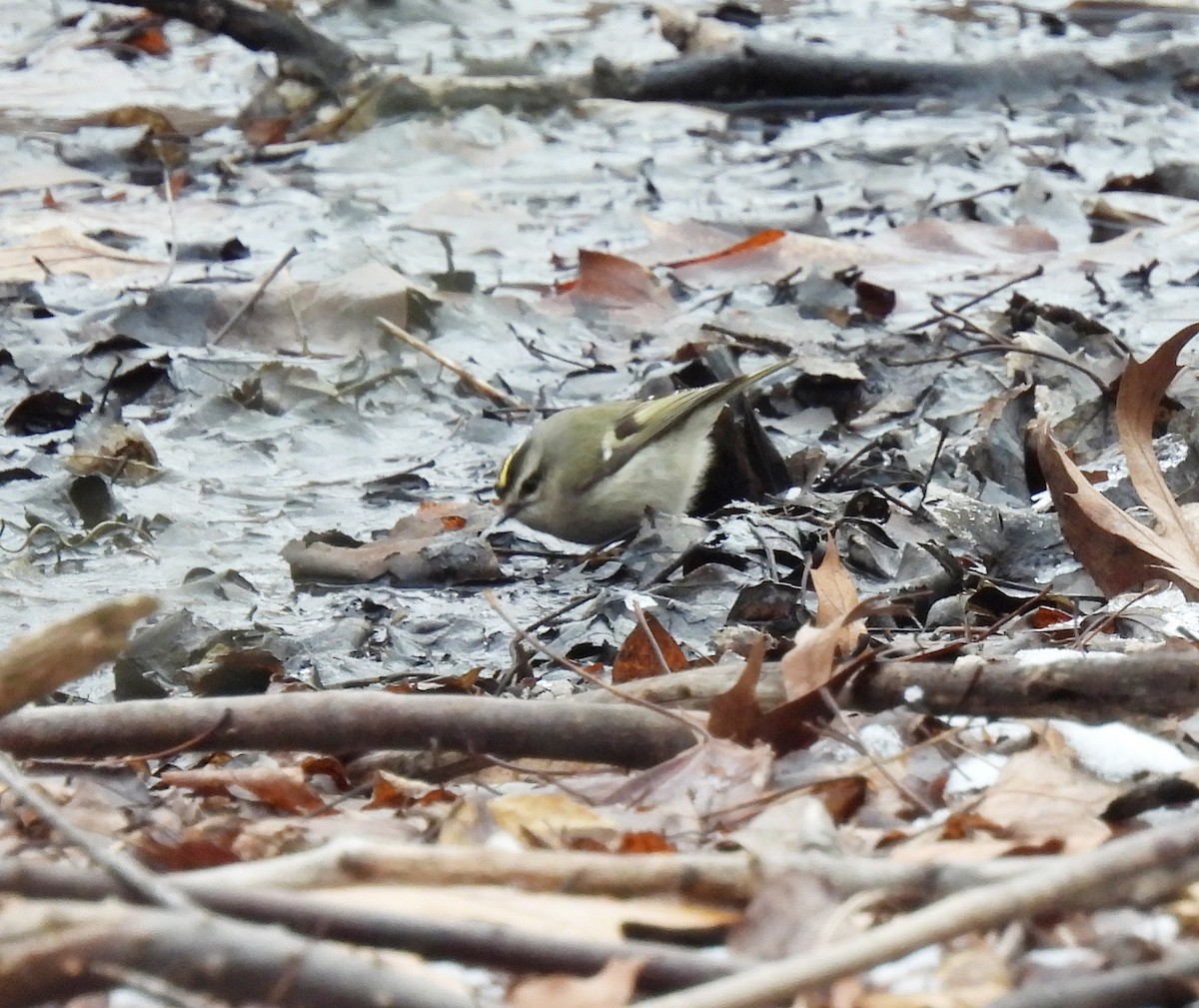 Mass Audubon Ebird Checklist - 31 Jan 2024 - Museum Of American Bird 