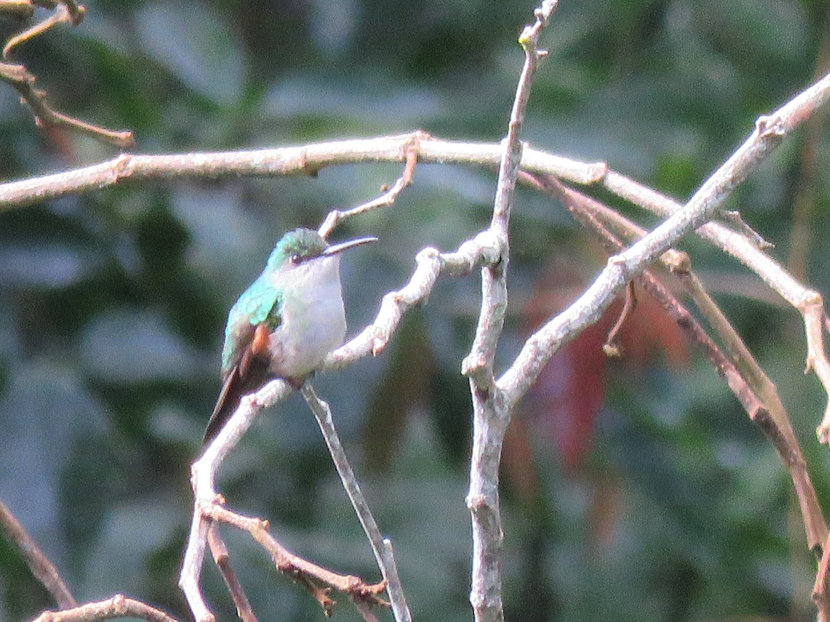 Stripe-tailed Hummingbird - ML614240211